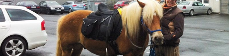 Fuel efficient ways of getting to work – today: horses